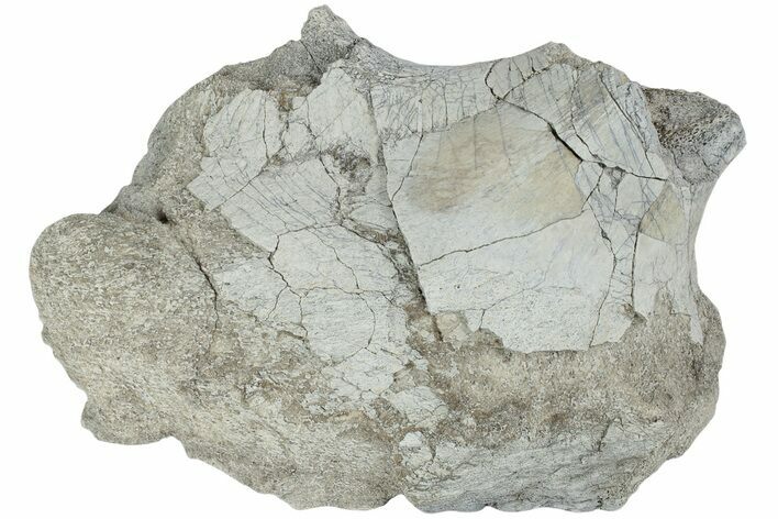 Fossil Titanothere (Megacerops) Limb Bone End - South Dakota #229060